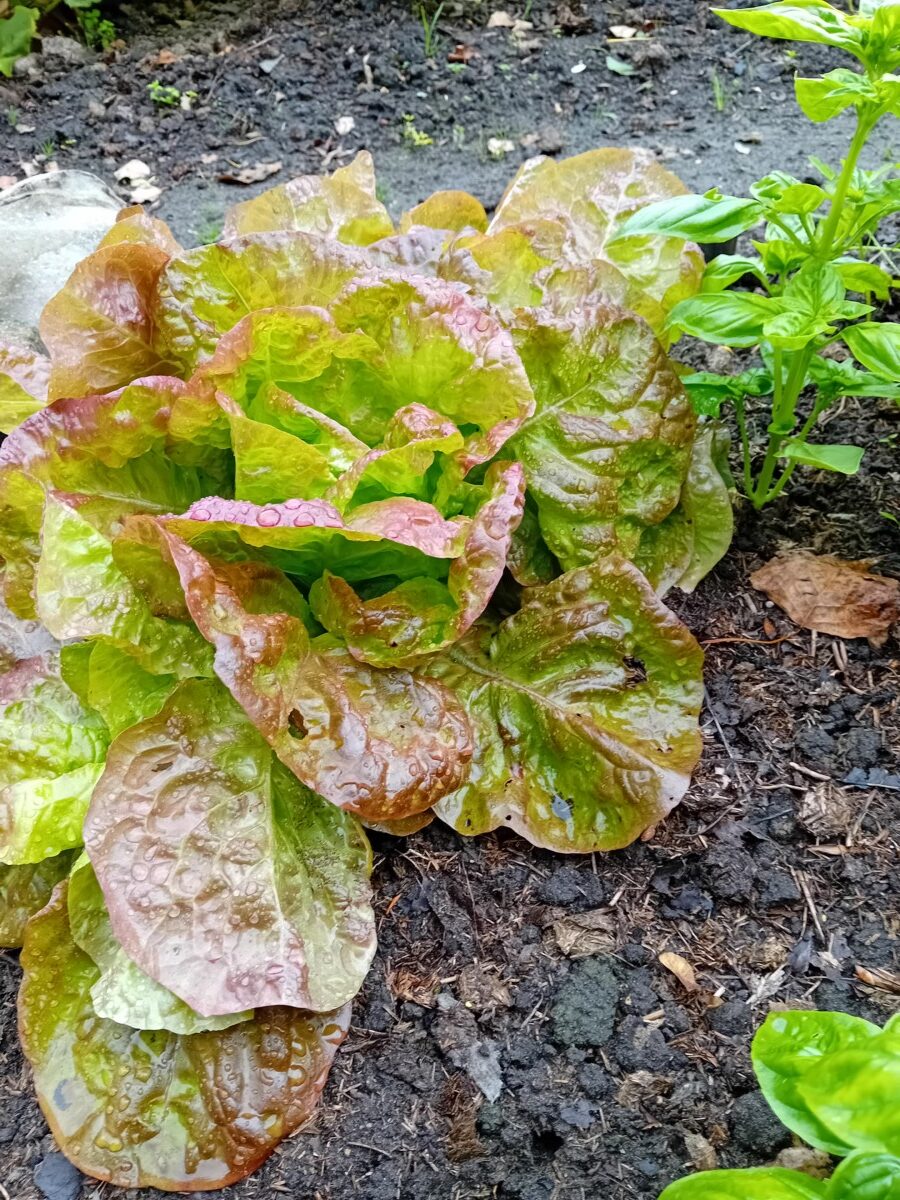 Open akker tuin Holy